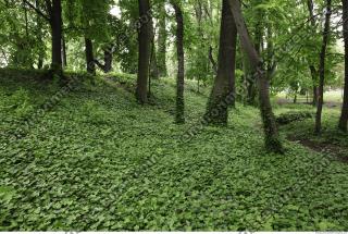 background forest